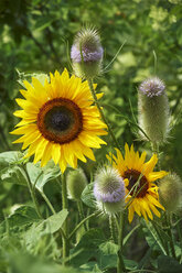 Sonnenblumen und Fuller's Teasels - ELF01908