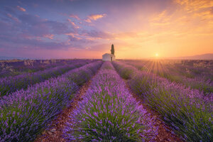 France, Alpes-de-Haute-Provence, Valensole, lavender field at twilight - RPSF00195