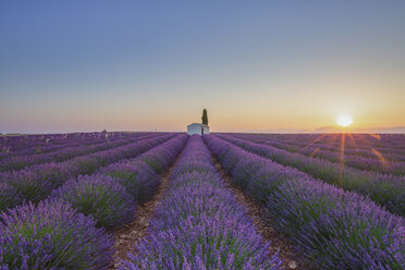 Frankreich, Alpes-de-Haute-Provence, Valensole, Lavendelfeld in der Dämmerung - RPSF00199