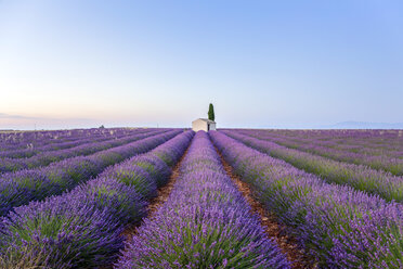 Frankreich, Alpes-de-Haute-Provence, Valensole, Lavendelfeld - RPSF00201