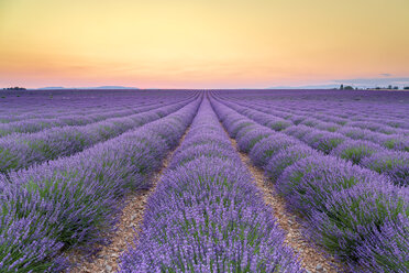 Frankreich, Alpes-de-Haute-Provence, Valensole, Lavendelfeld in der Dämmerung - RPSF00202