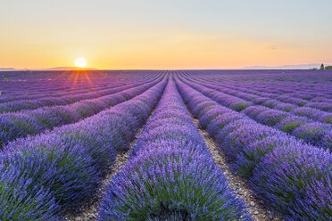 France, Alpes-de-Haute-Provence, Valensole, lavender field at twilight - RPSF00203