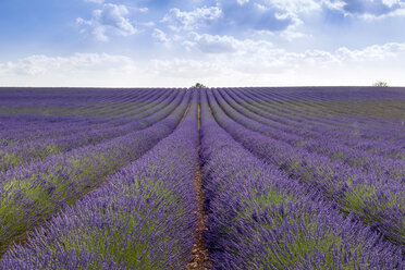 France, Alpes-de-Haute-Provence, Valensole, lavender field - RPSF00204