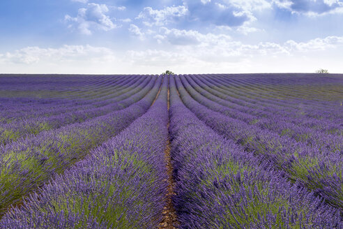 Frankreich, Alpes-de-Haute-Provence, Valensole, Lavendelfeld - RPSF00204