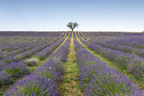 France, Alpes-de-Haute-Provence, Valensole, lavender field - RPSF00205