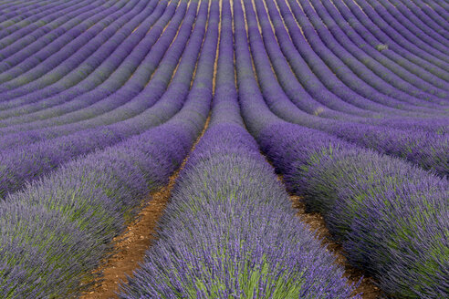 Frankreich, Alpes-de-Haute-Provence, Valensole, Lavendelfeld - RPSF00206