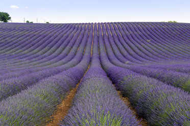 Frankreich, Alpes-de-Haute-Provence, Valensole, Lavendelfeld - RPSF00207