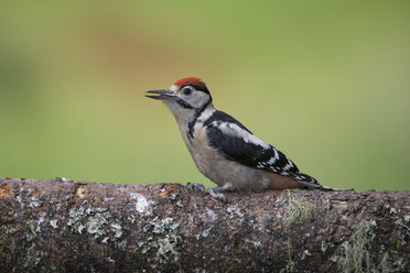 Great spotted woodpecker perching on tree trunk - MJOF01518