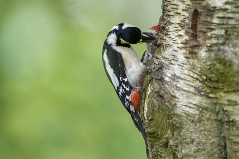 Great spotted woodpecker feeding fledgling stock photo