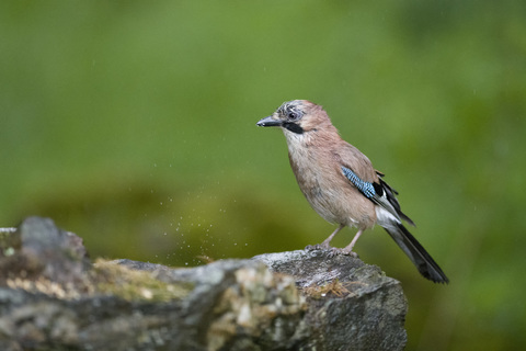 Eurasian jay on tree trunk stock photo