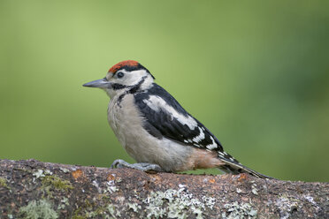 Great spotted woodpecker perching on tree trunk - MJOF01529