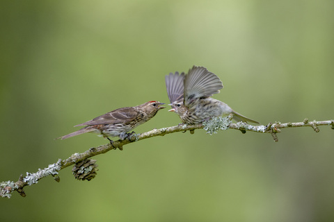 Birkenzeisig und Jungvogel auf einem Zweig sitzend, lizenzfreies Stockfoto