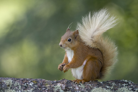 Porträt eines eurasischen roten Eichhörnchens, lizenzfreies Stockfoto