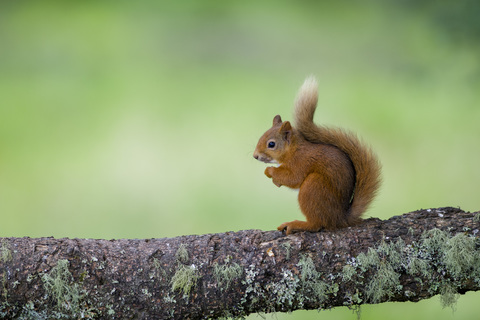 Portrait of eating Eurasian red squirrel on tree trunk stock photo