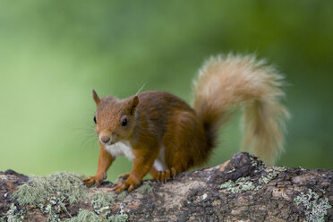 Porträt eines eurasischen roten Eichhörnchens auf einem Baumstamm - MJOF01535