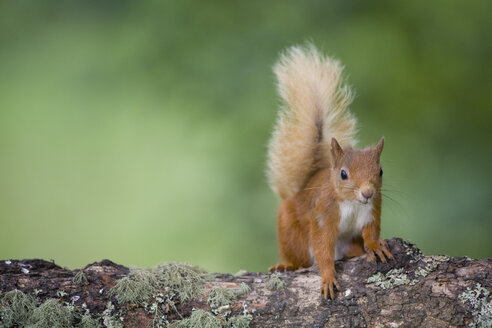 Porträt eines eurasischen roten Eichhörnchens auf einem Baumstamm - MJOF01536