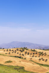 Spain, Andalucia, Olive trees on hillside - SMAF01058