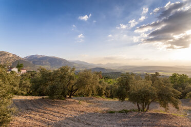 Spain, Andalucia, Olive trees on hillside at sunset - SMAF01061