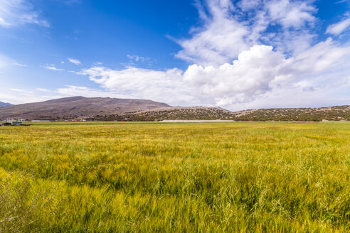 Spanien, Andalusien, Zaffaraya-Tal, Weizenfeld - SMAF01097