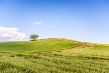 Spain, Andalucia, fields of crops near to Alhama de Granada - SMAF01107