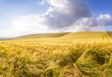 Spain, Andalucia, fields of barley near to Alhama de Granada - SMAF01109