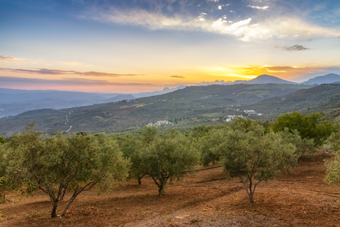 Spanien, Andalusien, Olivenbäume auf Hügeln bei Sonnenuntergang, lizenzfreies Stockfoto