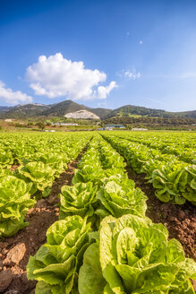 Spanien, Andalusien, Zaffaraya-Tal, Salatfeld - SMAF01119