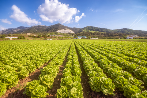 Spanien, Andalusien, Zaffaraya-Tal, Salatfeld, lizenzfreies Stockfoto