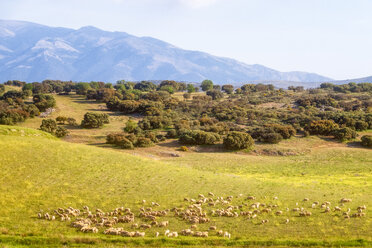 Spanien, Andalusien, Schafherde - SMAF01129