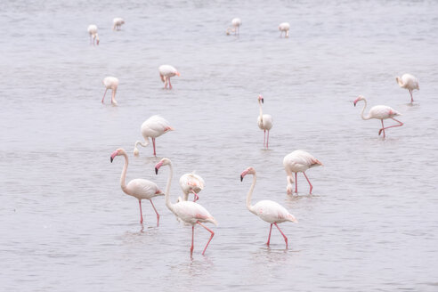 Spanien, Andalusien, Fuente de Piedra, Flamingos im Wasser - SMAF01133