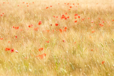 Field of Barley and Poppy - SMAF01135