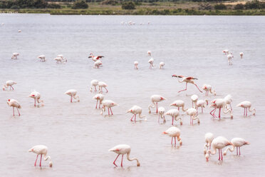 Spanien, Andalusien, Fuente de Piedra, Flamingos im Wasser - SMAF01136