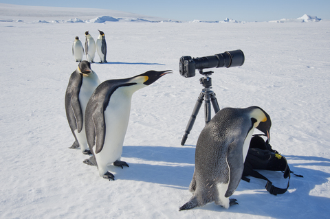 Eine kleine Gruppe neugieriger Kaiserpinguine, die Kamera und Stativ auf dem Eis der Insel Snow Hill betrachten. Ein Vogel, der durch den Sucher schaut., lizenzfreies Stockfoto