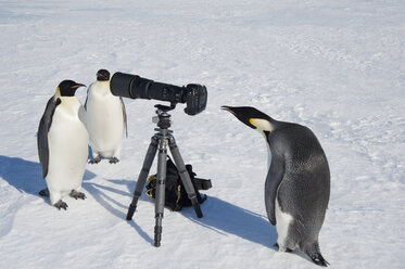 Eine kleine Gruppe neugieriger Kaiserpinguine, die Kamera und Stativ auf dem Eis der Insel Snow Hill betrachten. Ein Vogel, der durch den Sucher schaut. - MINF02929