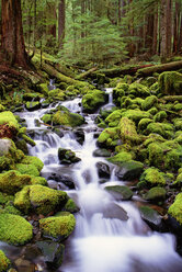 Ein Bach, der über moosbewachsene Felsen im Olympic National Park im Bundesstaat Washington fließt. - MINF02943