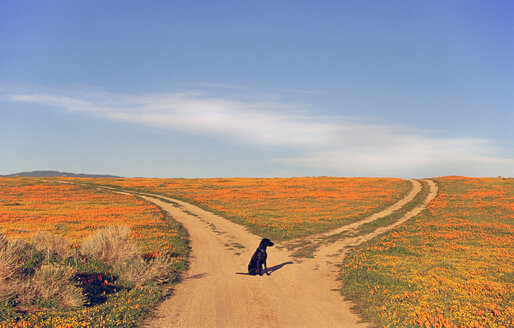 A black Labrador retriever dog sitting at a fork in the road, where the path divides. - MINF02944
