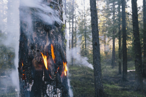 Ein kontrollierter Waldbrand, ein absichtliches Feuer, das ein gesünderes und nachhaltigeres Waldökosystem schaffen soll. Das vorgeschriebene Abbrennen von Wäldern schafft die richtigen Bedingungen für das Nachwachsen. - MINF02962