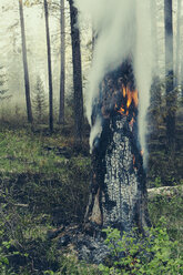 A controlled forest burn, a deliberate fire set to create a healthier and more sustainable forest ecosystem. The prescribed burn of forest creates the right condition for regrowth. - MINF02963