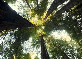 Giant Sequoia, California, USA - ISF17991