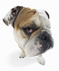 Studio-Porträt der englischen Bulldogge mit verdächtigem Blick - ISF18008