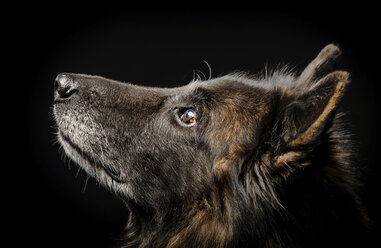 Studio-Porträt eines Schäferhundes mit Blick nach oben - ISF18050
