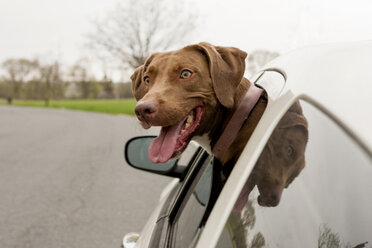 Dog with head sticking out of car window - ISF18165