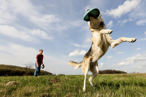 Alsatian dog catching frisbee - ISF18166