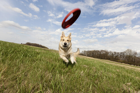 Schäferhund läuft durch ein Feld, um eine Frisbee zu fangen - ISF18168
