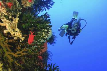 Taucher schwimmt im Korallenriff - ISF18227