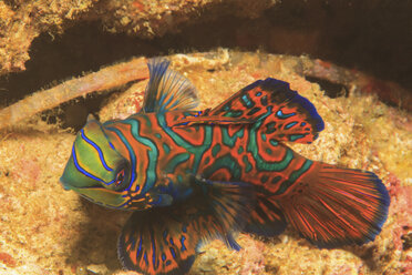 Mandarinfisch schwimmt im Korallenriff - ISF18228