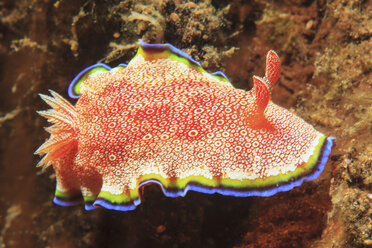 Close up of nudibranch on coral reef - ISF18231