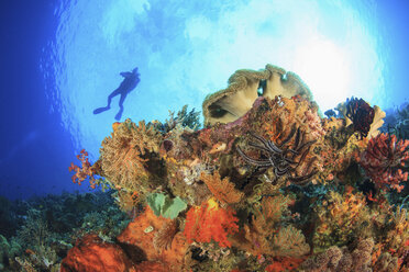 Diver swimming in coral reef - ISF18233