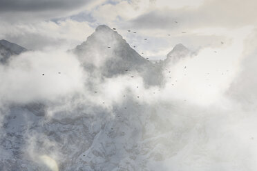 Birds flying through clouds, Schilthorn, Murren, Bernese Oberland, Switzerland - ISF18333