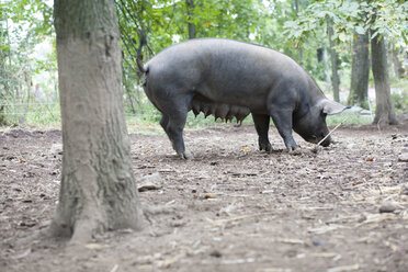 Schweinesau auf der Weide im Betrieb - ISF18337